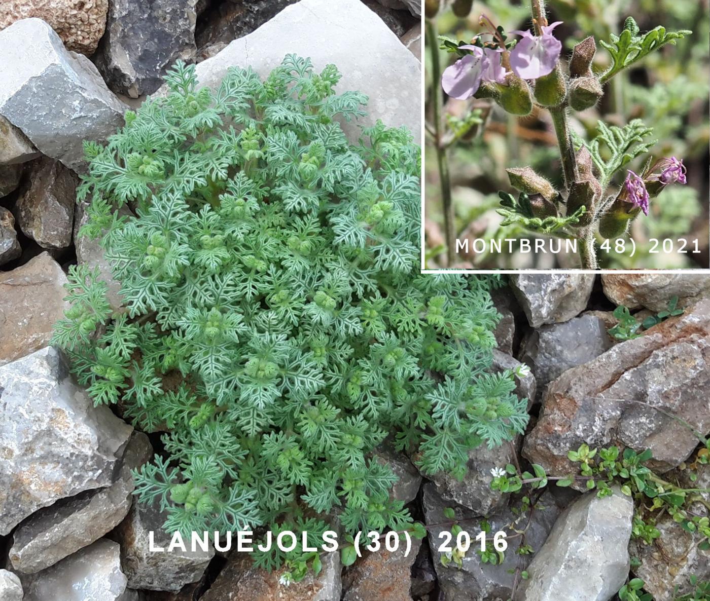 Germander, Cut-leaved leaf